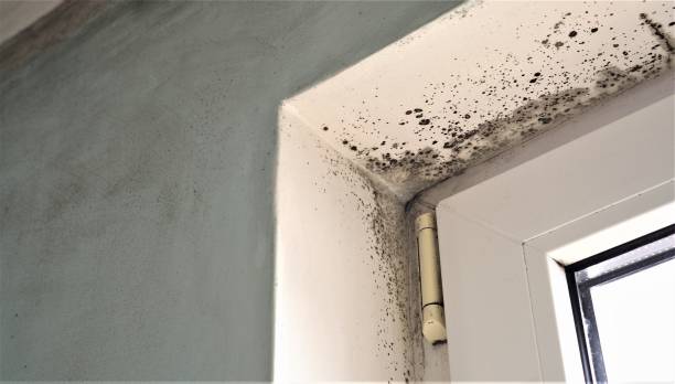 Best Black Mold Removal  in Skyline Ganipa, NM